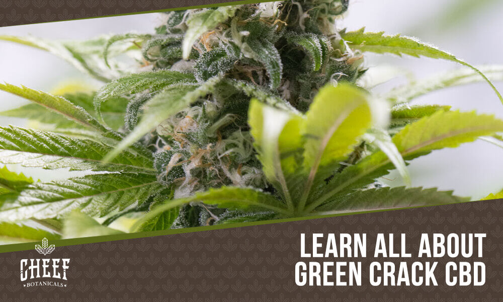 green crack cbd
