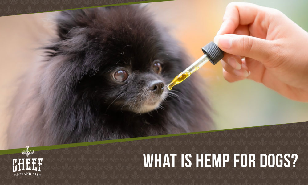 hemp for dogs