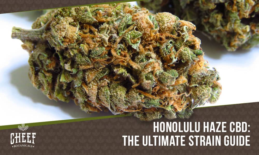 honolulu haze cbd