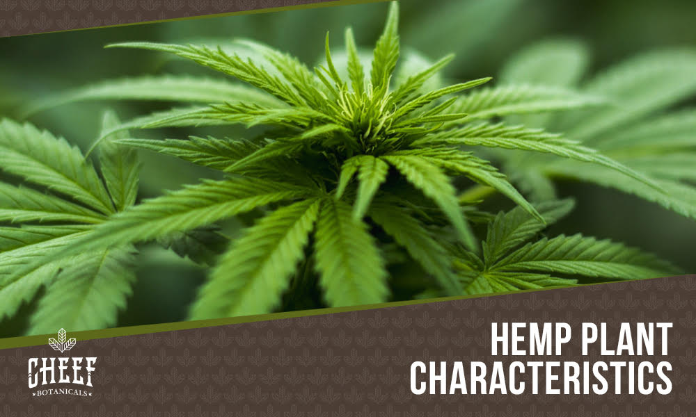 How to Identify Hemp Plants featured blog image by Cheef Botanicals. Shows a young hemp plant growing.