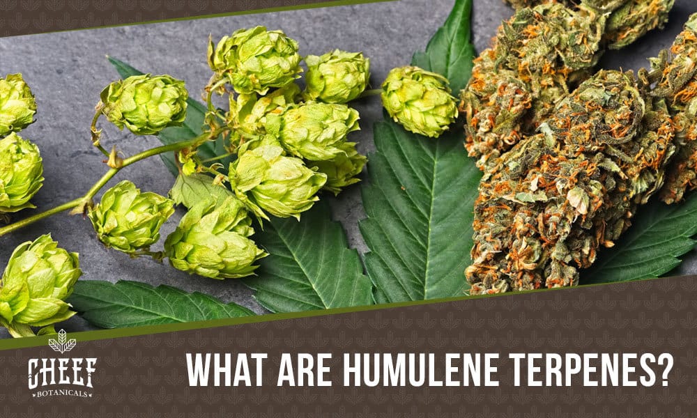 Humulene Terpene. Shows some large cannabis buds next to some fresh hops on top of a cannabis leaf.