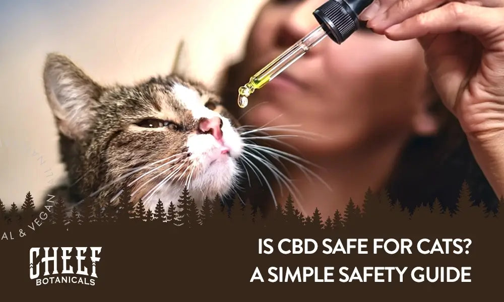 Is CBD Safe for Cats Featured Blog Image by Cheef Botanicals. Shows a woman about to feed a cat CBD directly by mouth.
