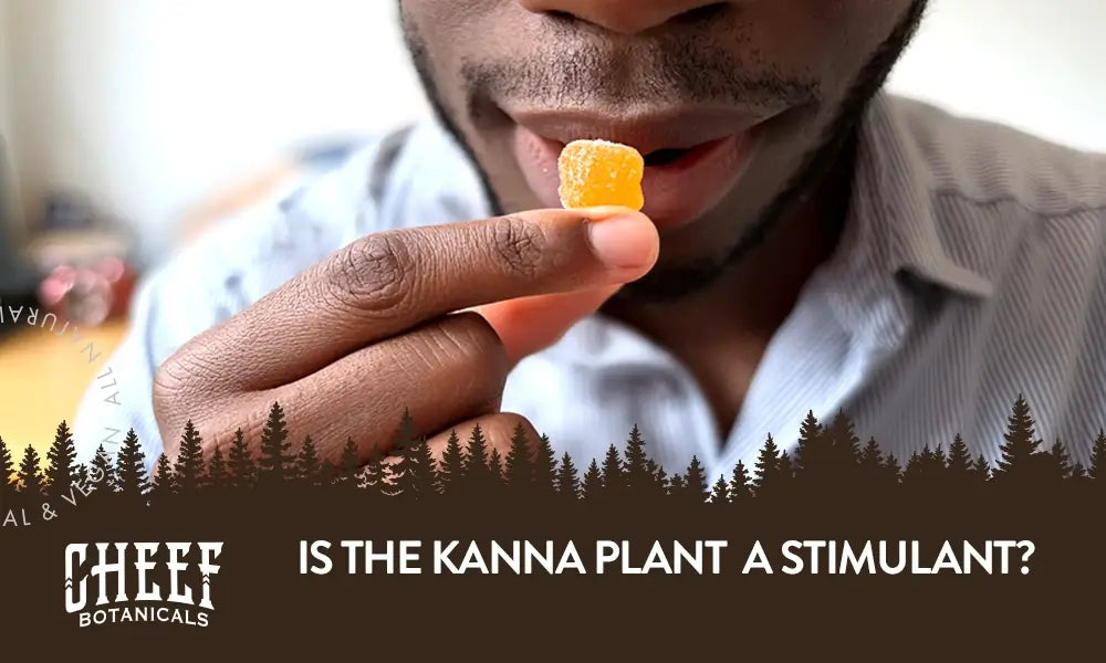 Is Kanna a Stimulant featured blog image by Cheef Botanicals. Shows a man about to eat an orange kanna gummy cube.