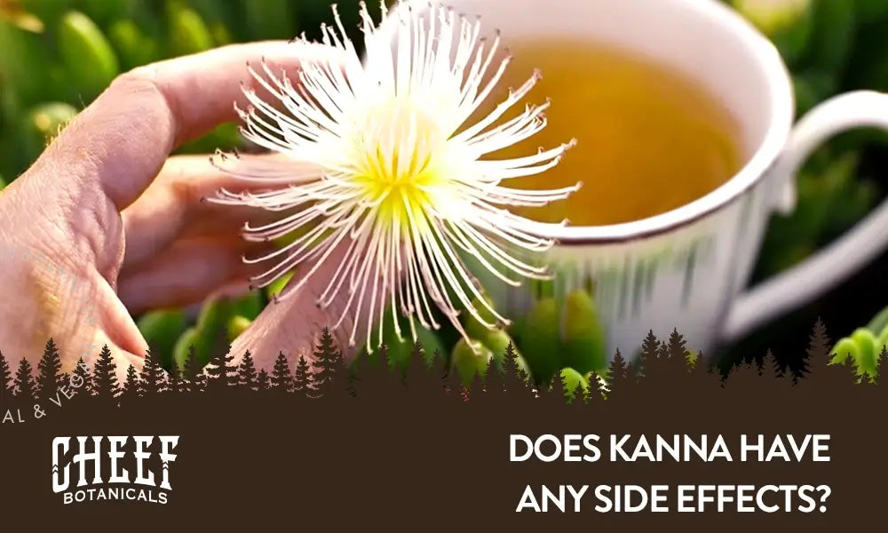 Kanna Side Effects Featured Blog Image by Cheef Botanicals. Shows a hand holding a Kanna flower in front of a cup of kanna tea.