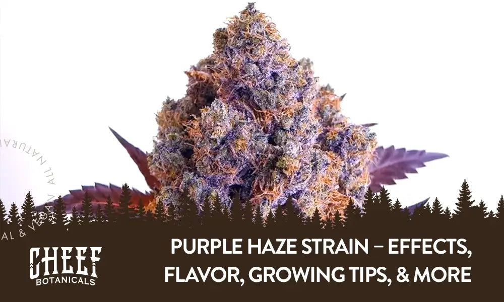 Purple Haze Strain featured blog image by Cheef Botanicals. Shows a purple bud, perfectly cured and trimmed.