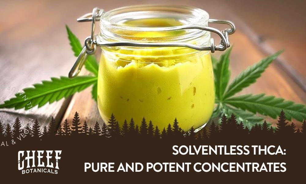 Solventless THCa featured blog image by Cheef Botanicals. Shows a jar full of solventless THCa rosin with some cannabis leaves behind the jar.