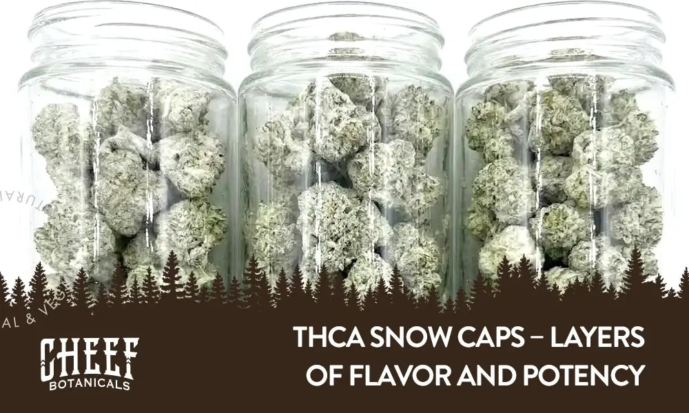 THCa Snow Caps featured blog image by Cheef Botanicals. Shows 3 mason jars full of snow cap buds.