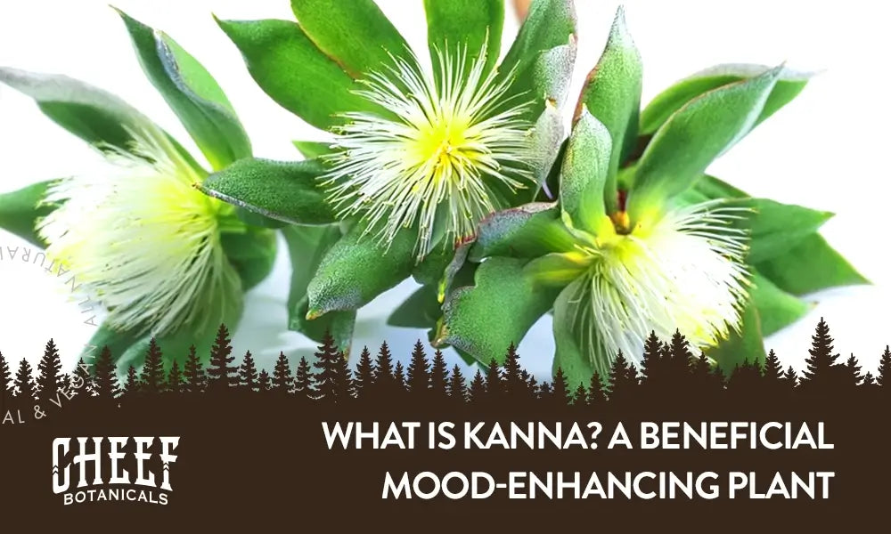 Cheef Botanicals featured image for what is kanna blog. Shows a fresh cut from a kanna plant with flower blooms.