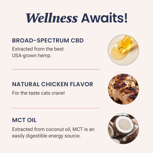 Chicken Flavored CBD Oil for Cats - HolistaPet