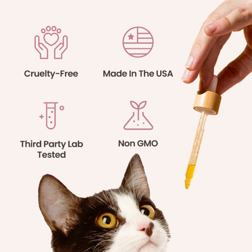 Chicken Flavored CBD Oil for Cats - HolistaPet