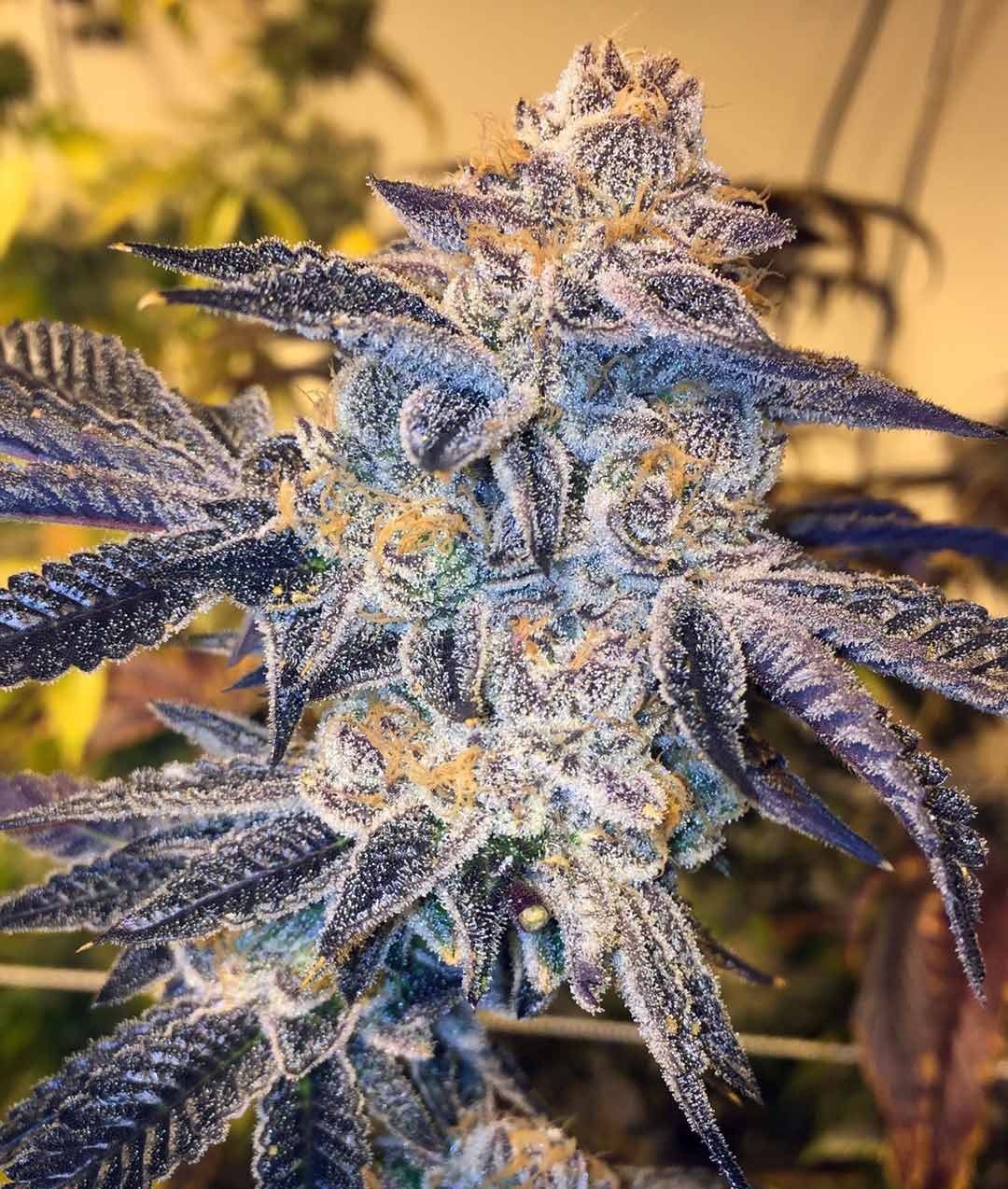 Cookies Seeds Feminized - Fly High Seeds