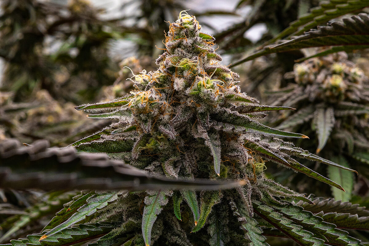 MAC 1 Seeds CBM-FEMinized - Fly High Seeds