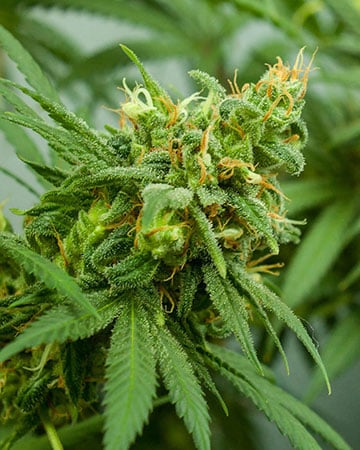 Pineapple Express Seeds CBM-FEMinized - Fly High Seeds