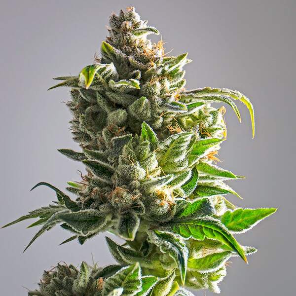 Pineapple Express Seeds CBM-FEMinized - Fly High Seeds