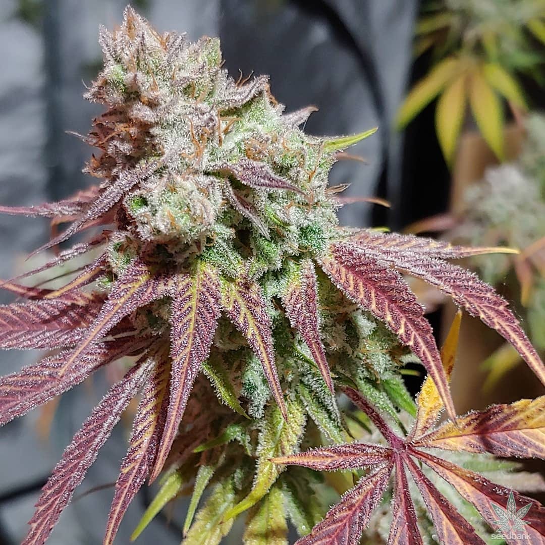 Purple Urkle Seeds CBM-FEMinized - Fly High Seeds