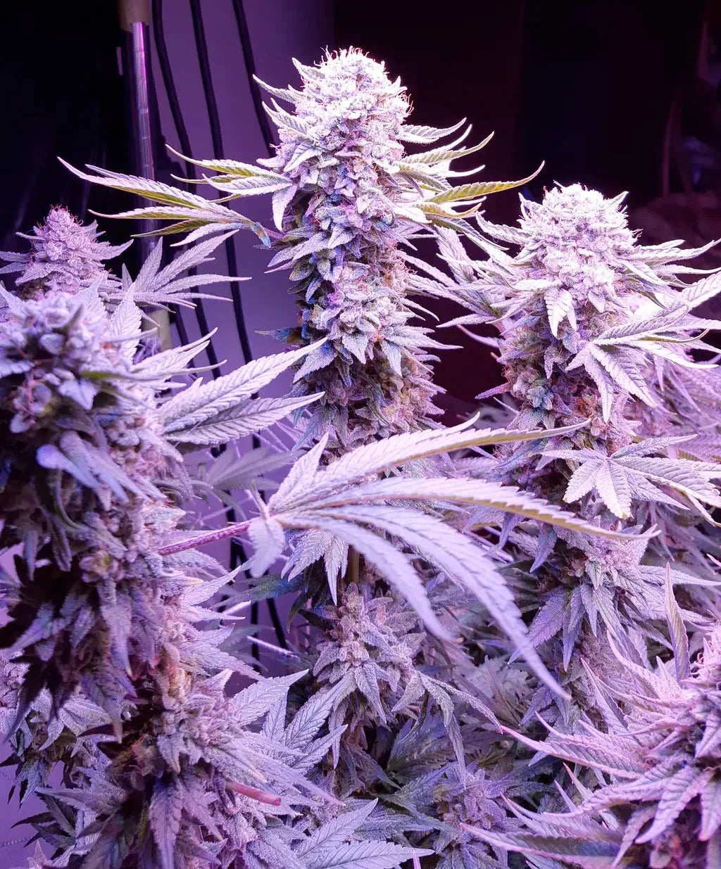 Dosido Seeds Feminized - Fly High Seeds