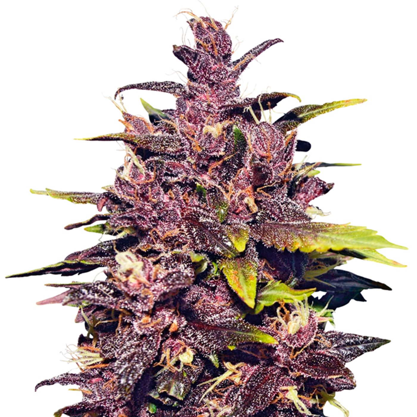 Granddaddy Purple Seeds CBM-FEMinized strain displaying deep purple buds with orange hairs and a heavy coating of crystal trichomes, known for its relaxing effects and grape-like aroma.
