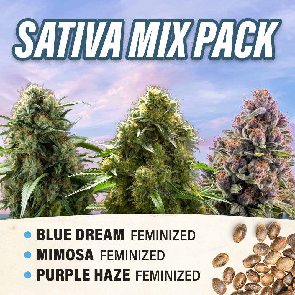 Sativa Mix Pack Feminized