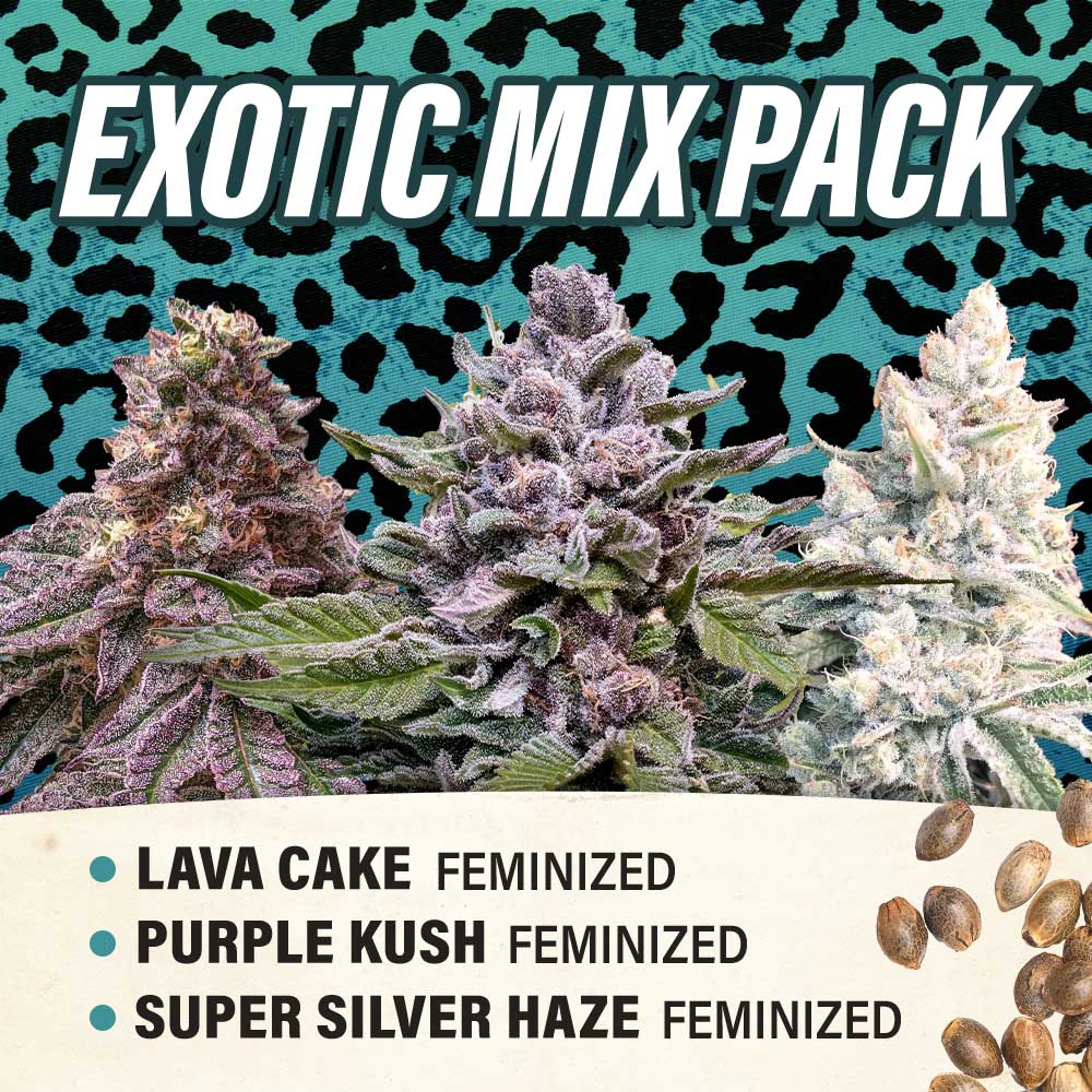 Exotic Mix Pack - Feminized -
