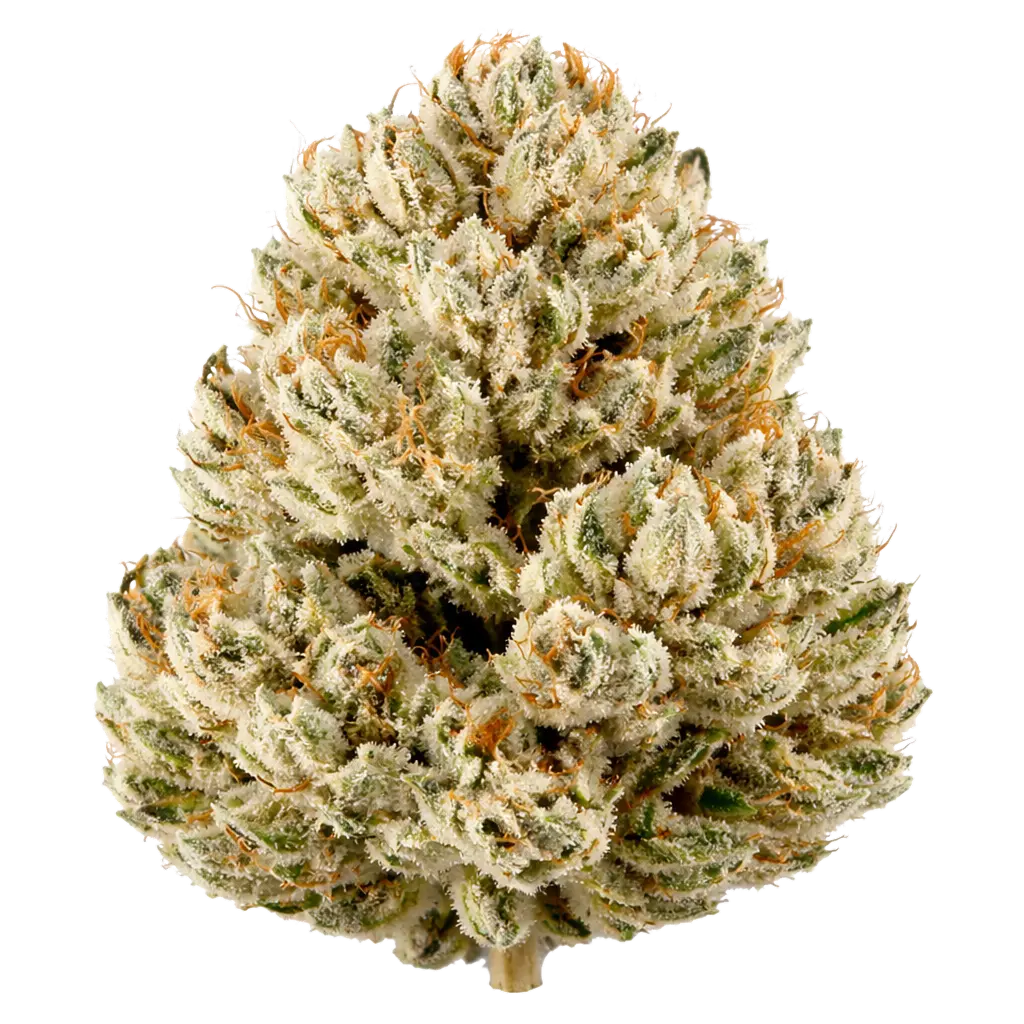 Sex Panther THCa Flower - Flower