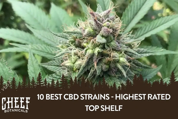 10 Best CBD Strains - Highest Rated Top Shelf