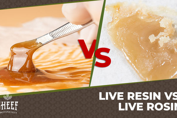 Live Resin vs Live Rosin - What's The Difference?