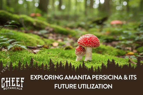 Exploring Amanita Persicina & Its Future Utilization
