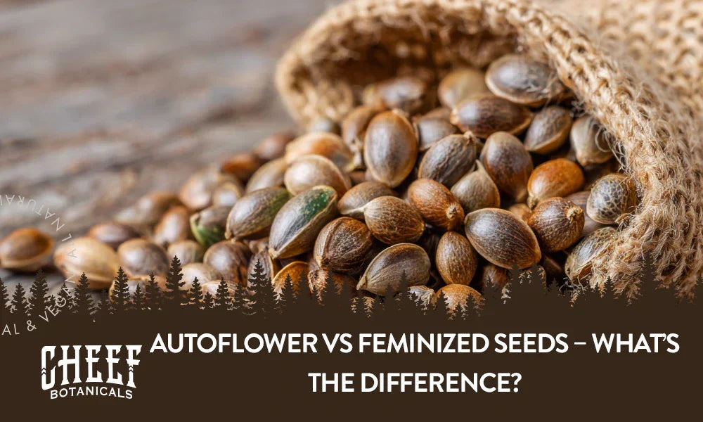 A bunch of autoflower and feminized seeds spilling out of a bag.