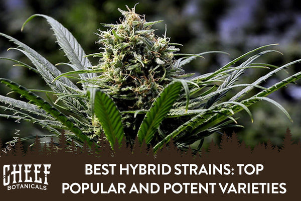 Best Hybrid Strains: Top Popular and Potent Varieties