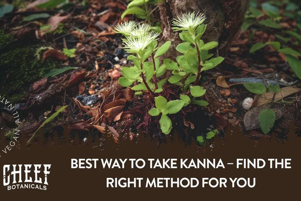 Best Way To Take Kanna – Find the Right Method for You
