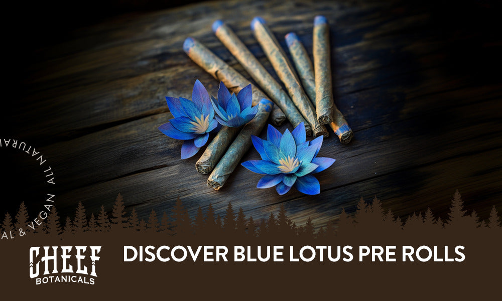 Blue Lotus Pre Rolls featured blog image by Cheef Botanicals. Shows two blue lotus flowers surrounded by blue lotus pre rolls with blue mouthpiece tips