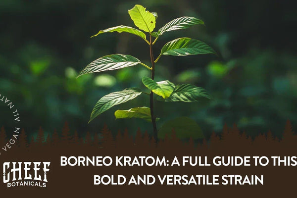 Borneo Kratom: A Full Guide to This Bold and Versatile Strain
