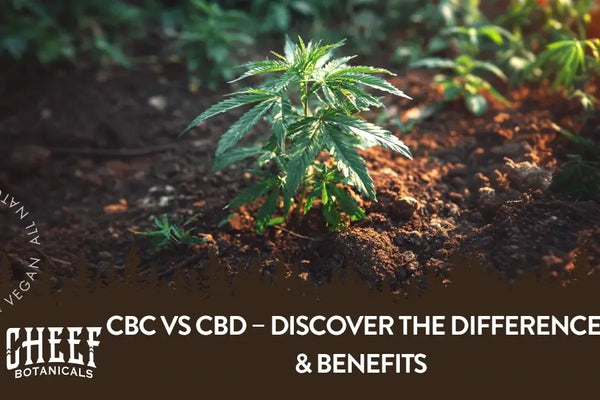 CBC vs CBD – Discover the Differences & Benefits