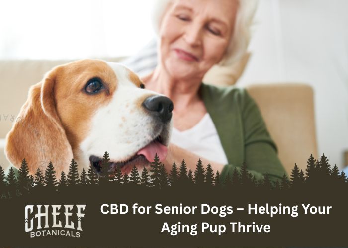 CBD for Senior Dogs Feature Image by Cheef Botanicals