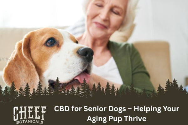CBD for Senior Dogs – Helping Your Aging Pup Thrive