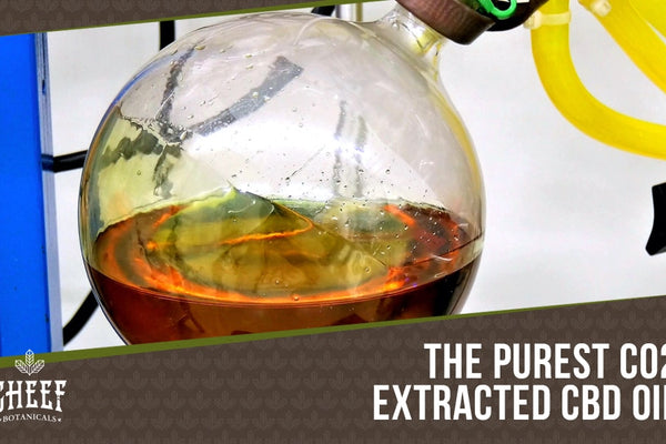 CO2 Extracted CBD Oil: The Cleanest CBD Oil Available