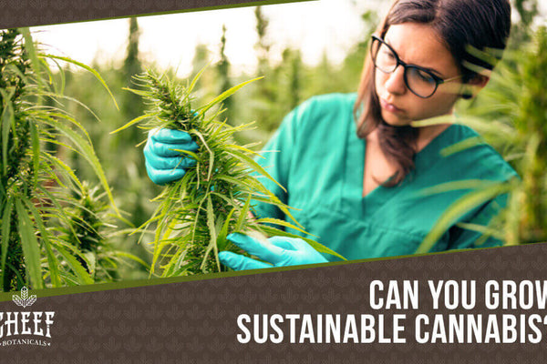 Sustainable Cannabis: Growing a Greener Future