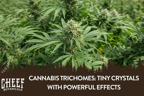 Cannabis Trichomes: Tiny Crystals With Powerful Effects