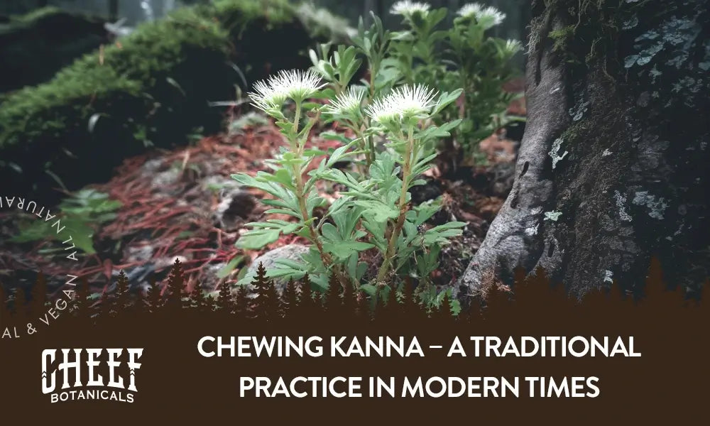 A kanna plant growing outside with the title "Chewing kanna".