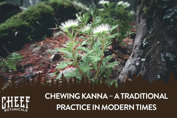 Chewing Kanna – A Traditional Practice in Modern Times