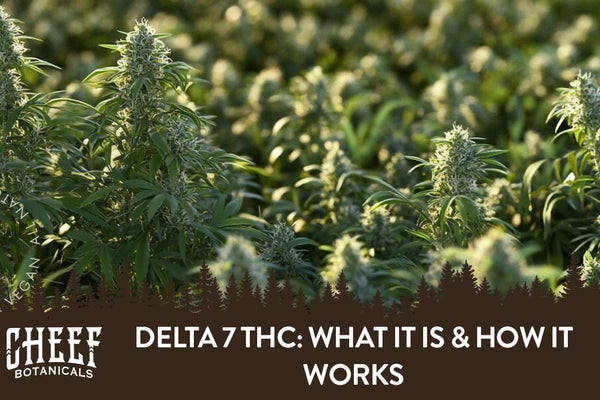 Delta 7 THC Guide: What It Is & How It Works