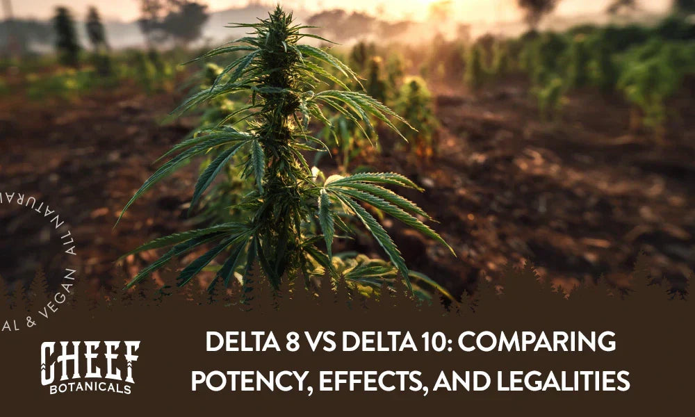 A cannabis plant growing in a field with the title "Delta 8 vs Delta 10".