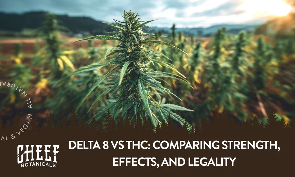 A cannabis plant growing outside with the title "Delta 8 vs THC".