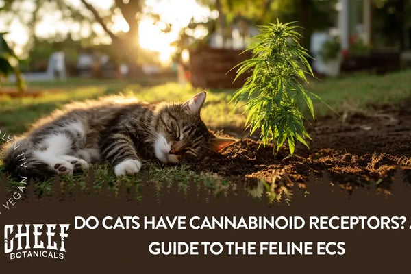 Do Cats Have Cannabinoid Receptors? A Guide to the Feline ECS