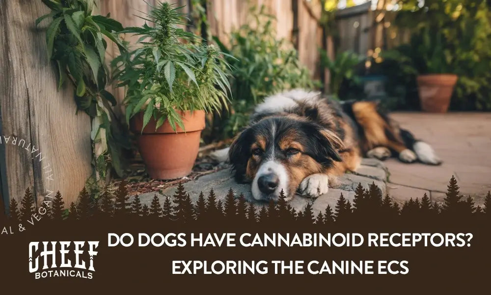 A dog laying down in a backyard with a cannabis plant growing in a pot.