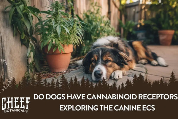 Do Dogs Have Cannabinoid Receptors? Exploring the Canine ECS