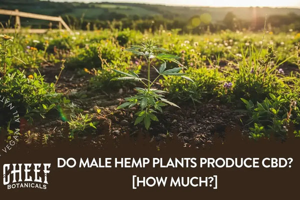 Do Male Hemp Plants Produce CBD? [How Much?]