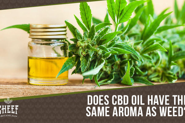 Does CBD Oil Smell Like Weed? - How Strong Does It Smell?