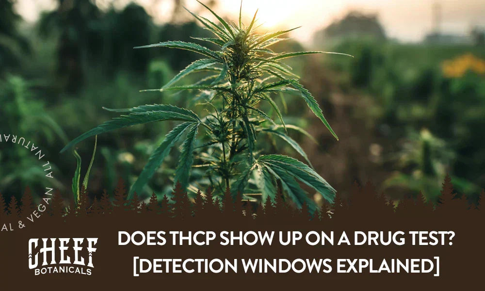 A cannabis plant growing outside with the title "Does THCP show up on a drug test".