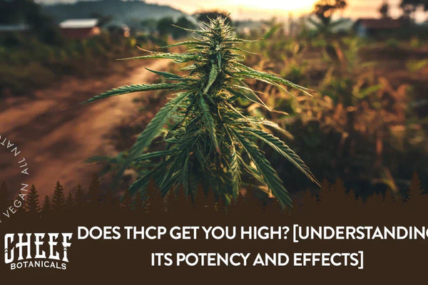 Does THCP Get You High? [Understanding Its Potency and Effects]